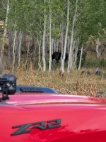 Photo contest thumbnail