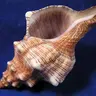 Cracked Conch