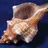 Cracked Conch