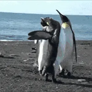 1000038574.gif